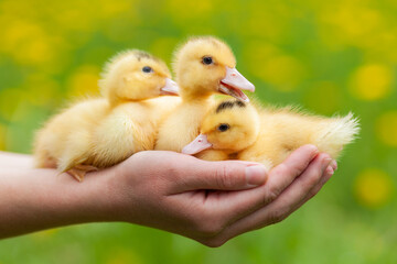 Three yellow ducklings in the hands, a newborn poultry.