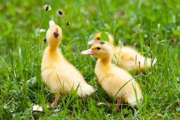 Young poultry in the grass, newborn ducklings.