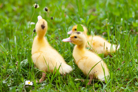 Young poultry in the grass, newborn ducklings.
