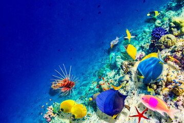 The magnificent underwater world of the Maldives.