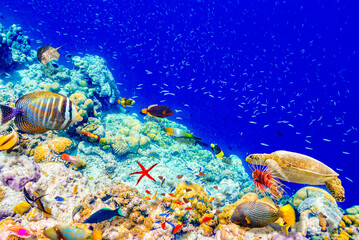 Plakat The magnificent underwater world of the Maldives.