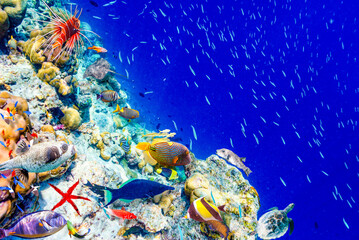 The magnificent underwater world of the Maldives.