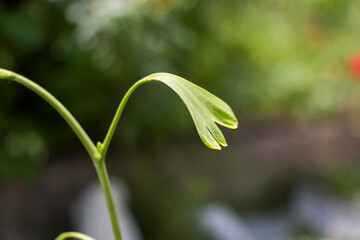 Ginko biloba tree leaves close-up