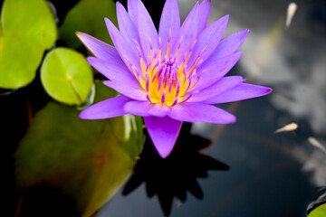 Purple lotus in the pond