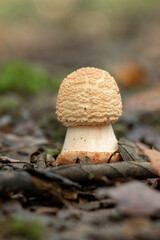 Edible Blusher fungi (Amanita rubescens)