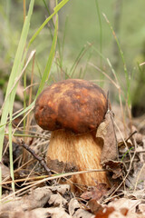 Nice penny bun, cep (Boletus edulis) mushroom on the forest