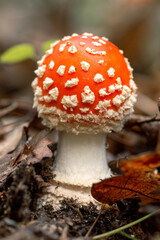 Small fly amanita, fly agaric mushroom (Amanita Muscaria)