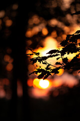 Beautiful sunset light on the oak forest