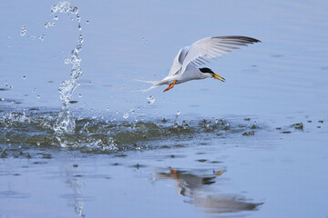 湖の上を飛ぶ海鳥
