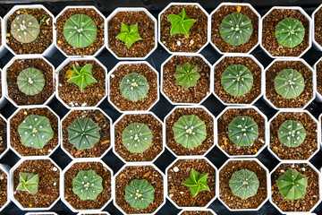 Emory's barrel cactus, Coville's barrel cactus (Ferocactus emoryi) Small cactus planted in white pot in nursery.