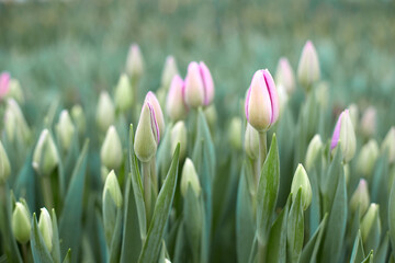 Buds of rose tulips with fresh green leaves in soft lights at blur background. © Nikolai