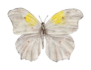 Watercolor white and yellow butterfly. Insect. Summer illustration isolated on white background.