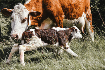 Newborn baby heifer calf breathes and stands for the first time on the farm with mother cow © maywhiston