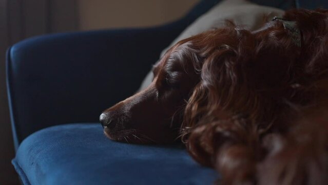 Red Irish setter puppy sweet sleeping in dog bed. High quality FullHD footage