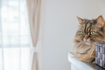 猫とお気に入りの場所２