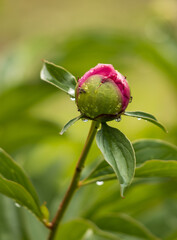 pink peony flower with raindrops