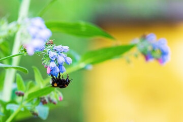 Bumblebee collects nectar from wildflowers. Selective focus