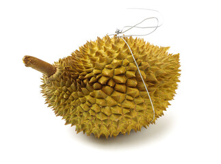 Durian fruit in south east asia, the king of fruits on white background 