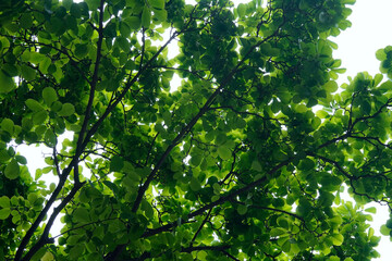 Obraz premium モクレンの新緑