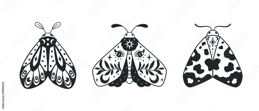 Wall mural mystical set of decorative moths. black outline design. vector with a slotted pattern. use this cele
