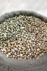 pistachos ecológicos recogidos de la cosecha