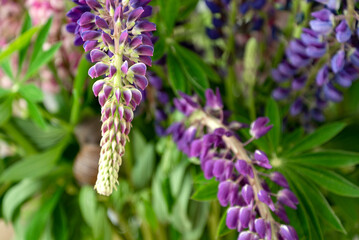 inflorescence of blooming lupine summer bunch of wildflowers