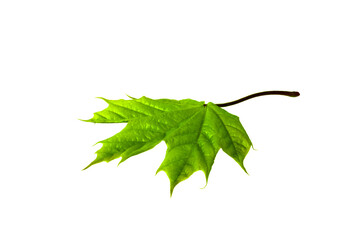 Isolated Leaf. Single maple Leaf close up on white background. Design Element