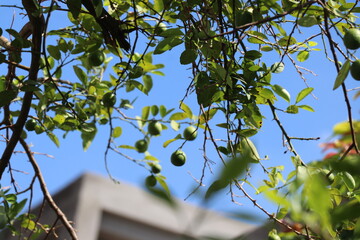 Lime tree in time