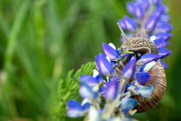 Snail climbing on blooming blue lupine flower stem in summer field