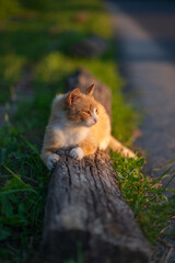 Photo of a red cat on the street.