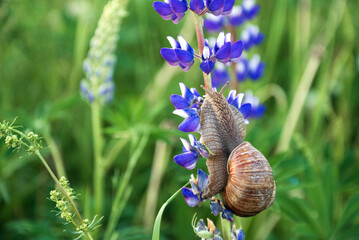 Snail climbing on blooming blue lupine flower stem in summer field © Gioia