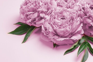 Composition with delicate peony flowers on a pastel pink background. Greetind card mockup