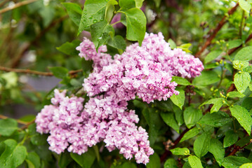 Blooming lilac bush in the garden. Spring flowers.