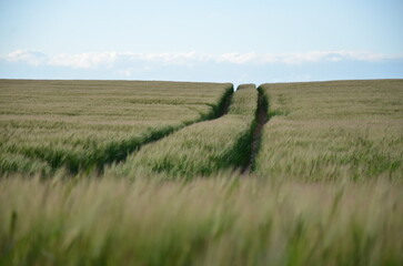 Obraz premium Champ d'orge