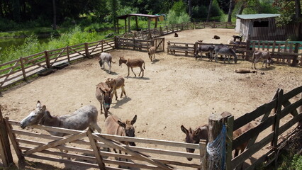 Donkey farm. Aerial drone view flight over many donkeys in corral on donkey farm on sunny day....