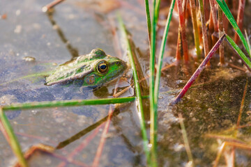 Lake frog is a master of disguise. Close-up of the muzzle of a frog crouching between the grass of a pond