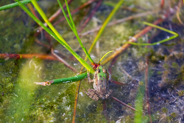 Lake frog is a master of disguise. Long or Wide Shot of a small frog crouching between the grass of a pond