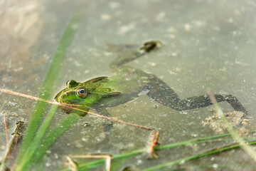 Lake frog is a master of disguise. Long or Wide Shot of a lake frog lurking in its natural habitat