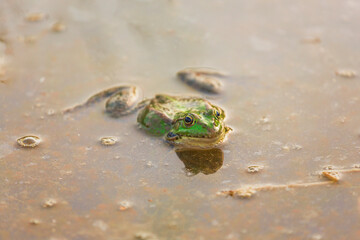 Long or Wide Shot of a lake frog lurking in its natural habitat