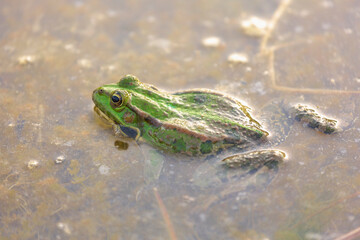 Long or Wide Shot of a lake frog lurking in its natural habitat