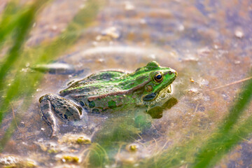 Lake frog is a master of disguise. Long or Wide Shot of a lake frog lurking in its natural habitat
