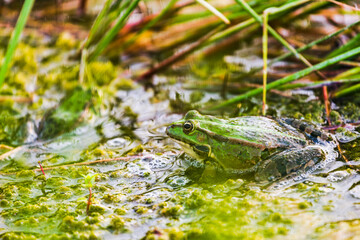 Lake frog is a master of disguise. Long or Wide Shot of a lake frog lurking in its natural habitat