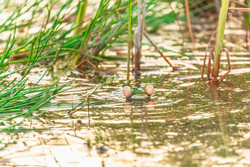Lake frog is a master of disguise. Long or Wide Shot of a singing lake frog inflating resonant sacs