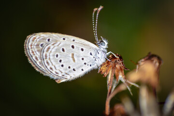 butterfly on a leaf