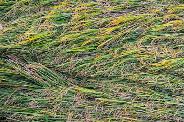 net on the grass