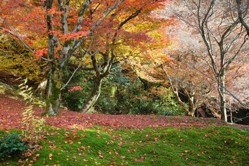 秋の東福寺の終わり近い紅葉