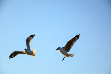 seagull in flight