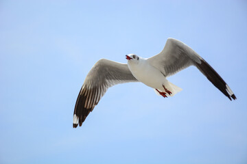 seagull in flight