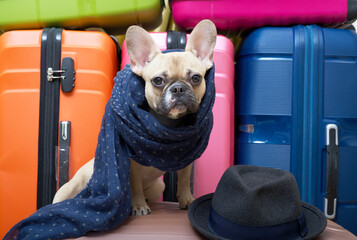 Purebred French Bulldog with funny muzzle and big eyes. posing in a fashionable scarf and hat...