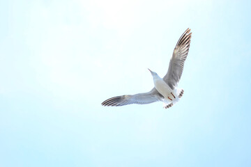 seagull in flight